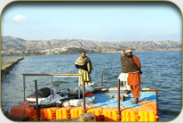 Floating Bird Watching Hide